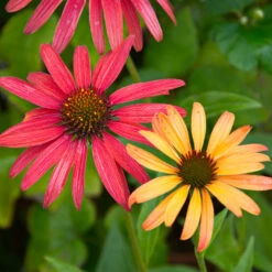 Cheyenne Spirit Echinacea (Coneflower) -Lanscapes Store Cheyenne SPirit Coneflower 4