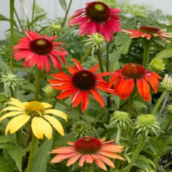 Cheyenne Spirit Echinacea (Coneflower)