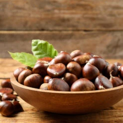 Chinese Chestnut Tree -Lanscapes Store Chinese Chestnut 3 FGT