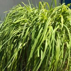 Citronella Grass (Cymbopogon Nardus) -Lanscapes Store Citronella GRass 4 FGT