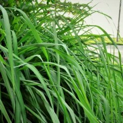 Citronella Grass (Cymbopogon Nardus) -Lanscapes Store Citronella GRass 5