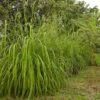 Citronella Grass (Cymbopogon Nardus) -Lanscapes Store Citronella GRass FGT 600x600 b10313b7 b834 4295 9524 780e9024abec