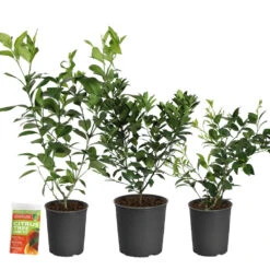 All-in-One Citrus Starter Kit -Lanscapes Store Citrus Starter Kit 2