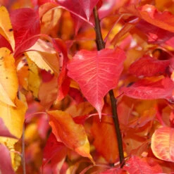 Cleveland Pear Tree 12 Cleveland Pear Tree -Lanscapes Store Cleveland Pear 9 FGT