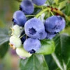 Climax Blueberry - USDA Organic 1 Climax Blueberry - USDA Organic -Lanscapes Store Climax Blueberry 600x600 61e14c7f 535b 4e21 94de 3e06b5d914ce
