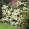 Climbing Hydrangea -Lanscapes Store Climbing Hydrangea FGT 600x600 f1eb8ef2 7501 4766 a119 851e48bff6a7