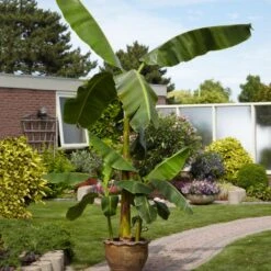 Cold Hardy Banana Tree -Lanscapes Store Cold Hardy Banana Tree 1