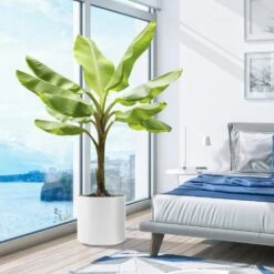 Cold Hardy Banana Tree -Lanscapes Store Cold Hardy Banana Tree 5