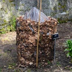 Cold Hardy Banana Tree -Lanscapes Store Cold Hardy Banana Tree FGT 3