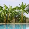 Cold Hardy Banana Tree -Lanscapes Store Cold Hardy Banana Tree FGT 600x600 2d27ad16 d574 4d6a 8669 7a29af9ca83c
