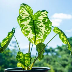 Colocasia 'Hilo Beauty' -Lanscapes Store Colocasia Hilo beauty 1