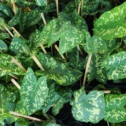 Colocasia 'Hilo Beauty' -Lanscapes Store Colocasia Hilo beauty 2