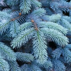 Colorado Blue Spruce Tree 9 Colorado Blue Spruce Tree -Lanscapes Store Colorado BLue Spruce 1 FGT