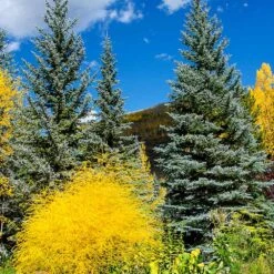 Colorado Blue Spruce Tree 8 Colorado Blue Spruce Tree -Lanscapes Store Colorado BLue Spruce 4 FGT