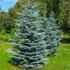 Colorado Blue Spruce Tree -Lanscapes Store Colorado BLue Spruce 600x600 FGT