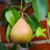 Comice Pear Tree 1 Comice Pear Tree -Lanscapes Store Comice Pear FGT 600x600 60b83431 5172 4869 a985 6d5b77fbab58