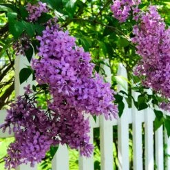 Common Purple Lilac -Lanscapes Store Common Purple Lilac 3