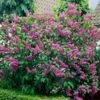 Common Purple Lilac -Lanscapes Store Common Purple Lilac FGT 600x600 8e137b8d abef 48a3 8327 d8f559832398