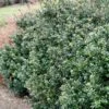 Compacta Japanese Holly Shrub -Lanscapes Store Compacta Holly 600x600 e05b0316 28ef 4fcf 94c4 5087edca450f