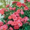 Coral Drift® Rose -Lanscapes Store Coral Drift Rose FGT 600x600 7aa61bda abb9 40dd 8f10 9dd3d5869106