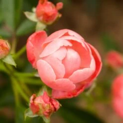 Coral Knock Out® Rose Shrub -Lanscapes Store Coral Knockout Rose 2 FGT