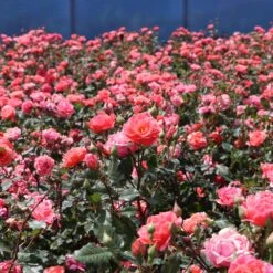 Coral Knock Out® Rose Shrub -Lanscapes Store Coral Knockout Rose 3 FGT
