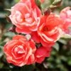 Coral Knock Out® Rose Shrub 1 Coral Knock Out® Rose Shrub -Lanscapes Store Coral Knockout Rose FGT 600x600 648fed75 c4bc 4987 93a6 de7b93aadabc