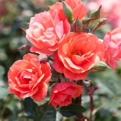 Coral Knock Out® Rose Tree -Lanscapes Store Coral Knockout Rose Tree 1