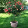 Coral Knock Out® Rose Tree -Lanscapes Store Coral Knockout Rose Tree 600x600 05e0cc69 e956 4022 80fb c98c8cc707a2