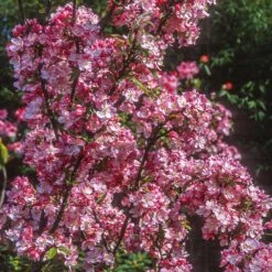 Coralburst® Crabapple -Lanscapes Store Coralbust Crabapple 1