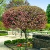 Coralburst® Crabapple 1 Coralburst® Crabapple -Lanscapes Store Coralbust Crabapple 600x600 702b7c92 3bbe 4840 a2aa e218de65b3bb