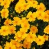 Nana Coreopsis (Tickseed) Plant -Lanscapes Store Coreopsis Nana 600x600 3216ecdb 069d 476d 8860 390f66c2a251