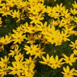 Threadleaf Coreopsis Plant 9 Threadleaf Coreopsis Plant -Lanscapes Store Coreopsis Zagreb 1