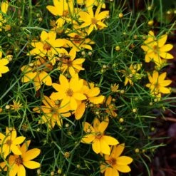 Threadleaf Coreopsis Plant 8 Threadleaf Coreopsis Plant -Lanscapes Store Coreopsis Zagreb 3 FGT