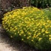 Threadleaf Coreopsis Plant -Lanscapes Store Coreopsis Zagreb FGT 600x600 508dfc5b 31d0 4725 bf88 cbef6fa5488c