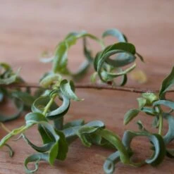 Corkscrew Willow Tree 12 Corkscrew Willow Tree -Lanscapes Store Corkscrew Willow 2