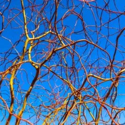 Corkscrew Willow Tree 13 Corkscrew Willow Tree -Lanscapes Store Corkscrew Willow 6