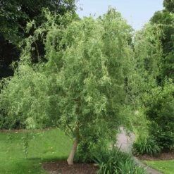 Corkscrew Willow Tree 9 Corkscrew Willow Tree -Lanscapes Store Corkscrew Willow 9