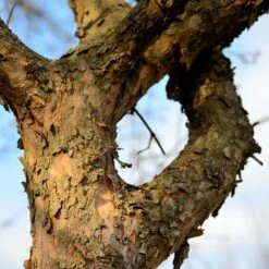 Cornelian Cherry Dogwood Tree 15 Cornelian Cherry Dogwood Tree -Lanscapes Store Cornelian Cherry Dogwood