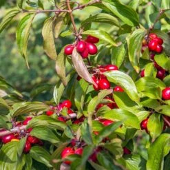 Cornelian Cherry Dogwood Tree 11 Cornelian Cherry Dogwood Tree -Lanscapes Store Cornelian Cherry Dogwood 2 FGT