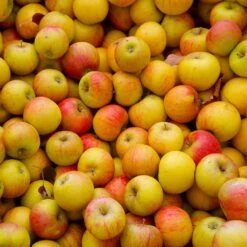 Cox's Orange Pippin Apple Tree -Lanscapes Store Coxs Orange Pippen 2