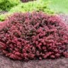 Crimson Pygmy Barberry Shrub -Lanscapes Store Crimson Pygmy Barberry 2 FGT