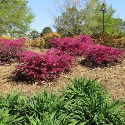 Crimson Fire™ Loropetalum -Lanscapes Store Crimson Fire Loropetalum 1