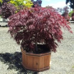 Crimson Queen Japanese Maple -Lanscapes Store Crimson Queen Japanese Maple 1