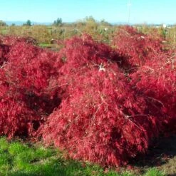 Crimson Queen Japanese Maple -Lanscapes Store Crimson Queen Japanese Maple 2