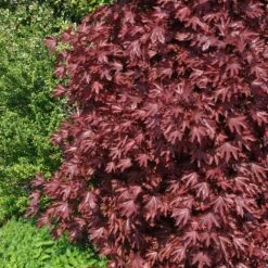 Crimson Sentry Norway Maple Tree -Lanscapes Store Crimson Sentry Maple 2 FGT