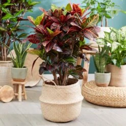 Sunset Hues House Plant Kit -Lanscapes Store Croton Petra 1 FGT 445f7f6a 00f4 451b a6b3 3f52129ac266