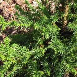 Black Dragon Cryptomeria 8 Black Dragon Cryptomeria -Lanscapes Store Cryptomeria Black Dragon 3