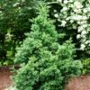 Black Dragon Cryptomeria -Lanscapes Store Cryptomeria Black Dragon FGT 600x600 9cd5898a a453 4463 8500 45fbd2c94a22