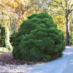 Cryptomeria 'Globosa Nana' Shrub 10 Cryptomeria 'Globosa Nana' Shrub -Lanscapes Store Cryptomeria Radicans 1 5a013f2a 9f79 4f42 98de 73ba60d03d17